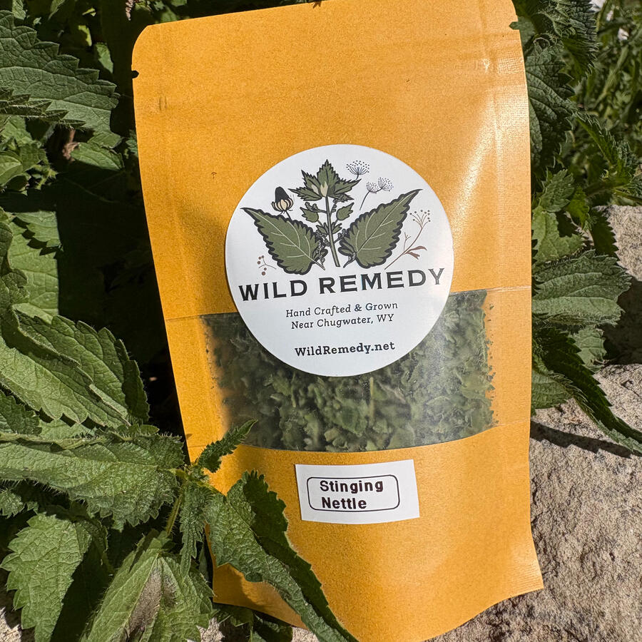 Stinging Nettle Stinging Nettle